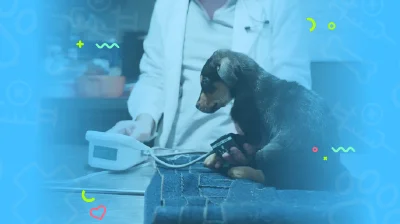 Hospital de animales